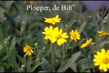Arnica chamissonis (71226)