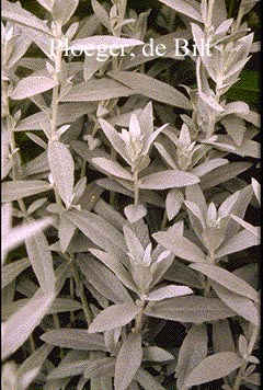 Artemisia ludoviciana (71236)