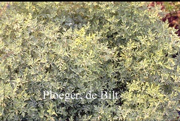 Artemisia pontica