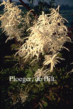 Aruncus sinensis 'Zweiweltenkind'