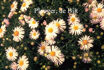 Aster 'Apollo' (71281)