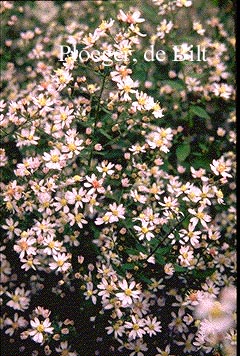 Aster ericoides 'Erlkoenig' (71290)