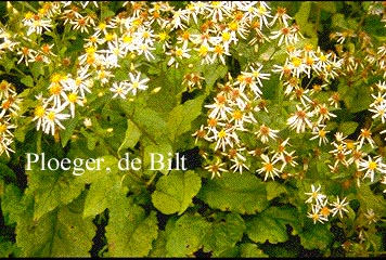 Aster macrophyllus