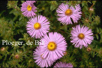 Aster novae-angliae 'Barr's Blue'