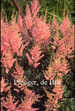 Astilbe 'Erika' (71325)