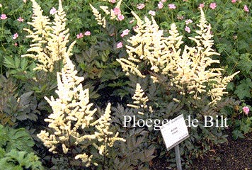 Astilbe 'Irrlicht' (71330)