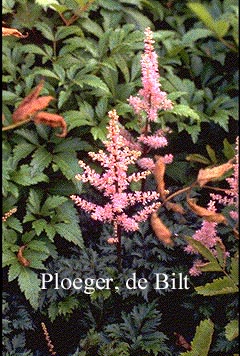 Astilbe 'Perkeo' (71333)