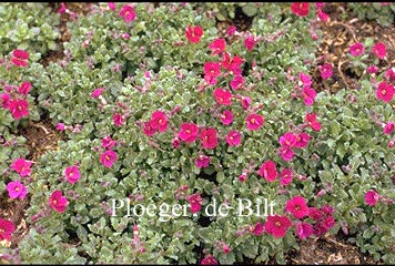 Aubrieta 'Red Carpet' (71371)