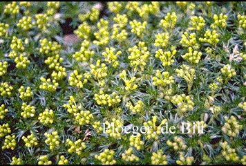 Azorella trifurcata 'Nana' (71376)