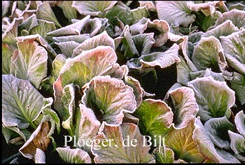 Bergenia cordifolia 'Purpurea'