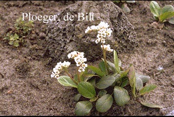 Bergenia stracheyi 'Alba' (71394)