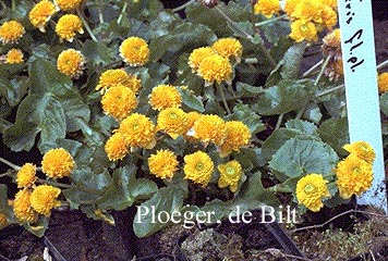 Caltha palustris 'Plena' (71415)