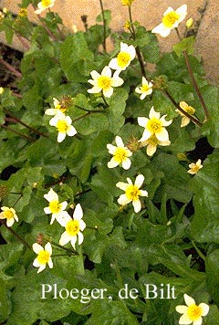 Caltha palustris var. alba (71416)