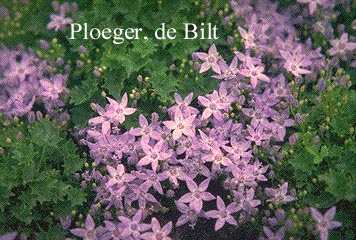 Campanula garganica 'Erinus Major'