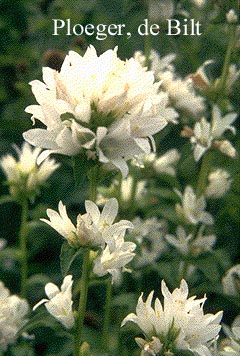 Campanula glomerata 'Alba'
