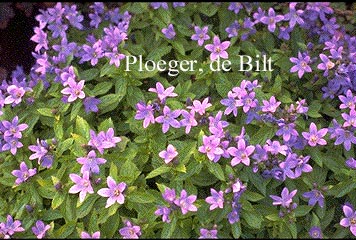 Campanula lactiflora 'Pouffe' (71437)