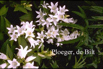 Campanula latifolia 'Alba'