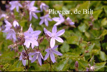 Campanula poscharskyana 'Blauranke' (71448)