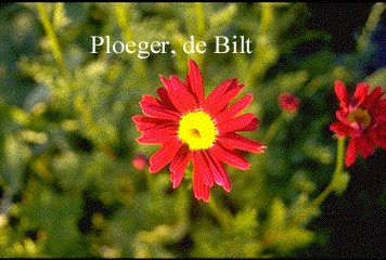 Tanacetum 'Robinson's Red' (71502)