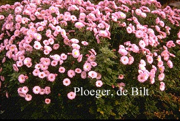 Chrysanthemum 'Mei-kyo'
