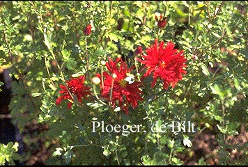 Chrysanthemum 'Duchess of Edinburgh'