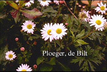 Arctanthemum arcticum 'Roseum' (71515)
