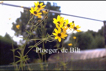 Coreopsis tripteris