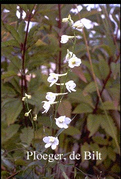 Delphinium 'Casablanca' (71592)