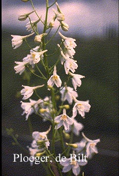 Delphinium 'Moerheimii' (71596)