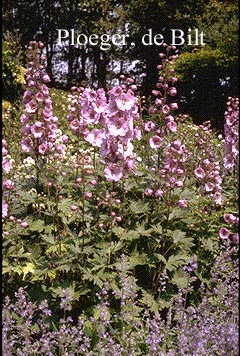 Delphinium 'Astolat' (71599)