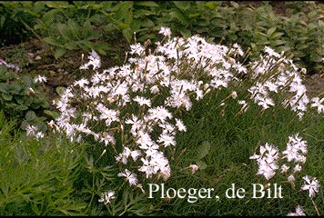 Dianthus arenarius (71614)