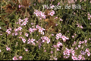 Diascia vigilis (71627)