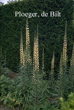 Digitalis ferruginea 'Gigantea' (71640)