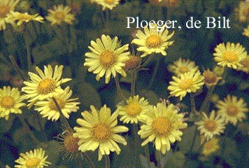 Doronicum plantagineum 'Excelsum'