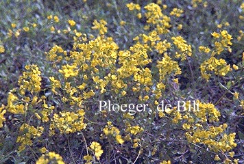 Draba sibirica