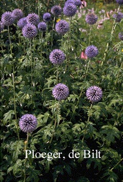 Echinops bannaticus 'Taplow Blue' (71680)