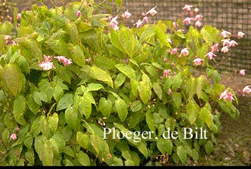 Epimedium youngianum 'Roseum' (71693)