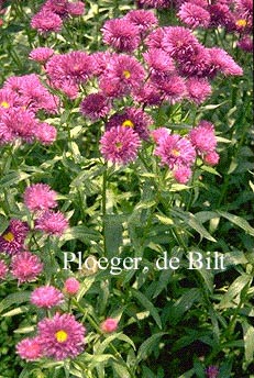 Erigeron speciosus 'Schwarzes Meer' (71701)