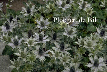 Eryngium giganteum (71717)