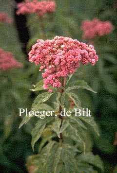 Eupatorium cannabinum 'Plenum'
