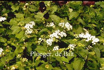 Eupatorium rugosum 'Braunlaub' (71732)