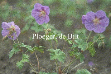 Geranium himalayense (71805)