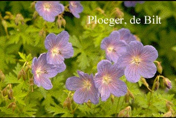 Geranium himalayense 'Gravetye' (71806)