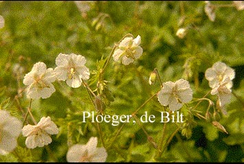 Geranium phaeum 'Album' (71821)