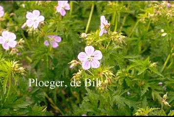 Geranium pratense 'Mrs. Kendall Clark' (71827)