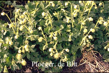 Geum rivale 'PdB'