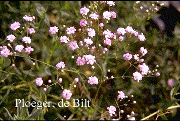 Gypsophila paniculata 'Flamingo' (71874)