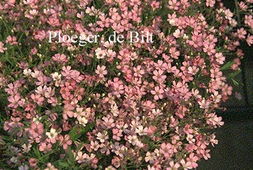 Gypsophila repens 'Rosa Schoenheit' (71876)