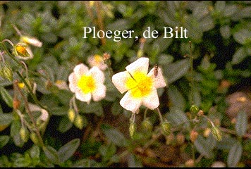 Helianthemum 'Elfenbeinglanz'