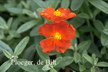 Helianthemum 'Henfield Brilliant'